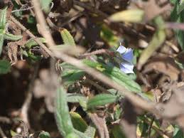 Image result for Trichodesma zeylanicum