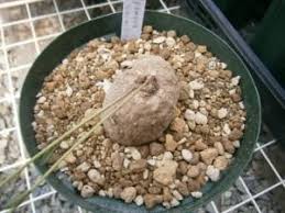 Image result for Ipomoea welwitschii