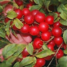 We did not find results for: Jan Bush Cherry Hartmann S Plant Company Wholesale Store
