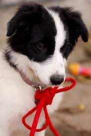I Love Border Collies Smartest Dogs In The World Sophie Smartest Dogs Baby Dogs Collie Puppies