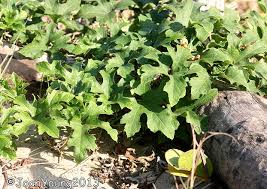 Image result for Lagenaria sphaerica