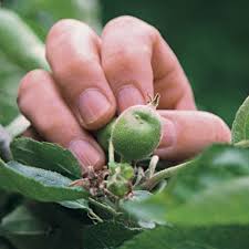 Maybe you would like to learn more about one of these? How To Grow No Spray Organic Apples Finegardening