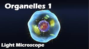 Maybe you would like to learn more about one of these? Organelles Light Microscope Youtube