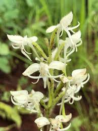 Image result for Habenaria leucotricha