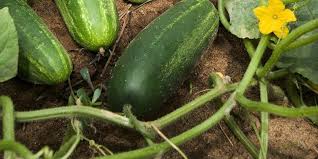 Image result for Cucumis cinereus