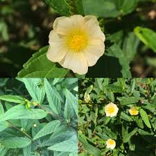 Maybe you would like to learn more about one of these? What S This Plant With Pretty Pale Yellow Flower In Central Florida Zone 9a Whatsthisplant