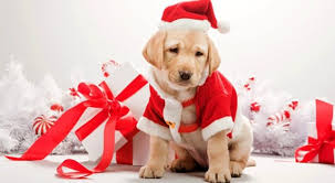 I vostri cani a natale_2. Truffe Dei Cani Di Natale In Piemonte