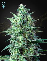 Find the delonghi coffee maker that is right for you. Feminised Cannabis Seeds Green House Seed Company Buy Cannabis Seeds Online
