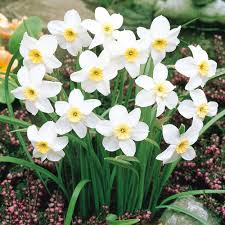 Buy Narcissi Segovia J Parker Dutch Bulbs Narcissus Daffodils Garden Tool Box