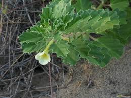 Image result for Pedaliaceae