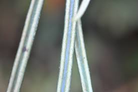 Image result for Elaphoglossum lancifolium