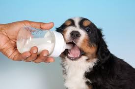 Ma mère nous donnait du lait de vache a seulement 4 mois et on le supportait très bien pareil pour les yaourts.on mangeait du couscous a l'age de 6/7 mois. Donner Du Lait A Un Chien Avant Et Apres Le Sevrage Ooreka
