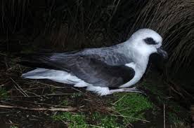 Disappointment island (lua error in module:coordinates at line 668: Wildlife Highlights Of Disappointment Island Te Papa S Blog