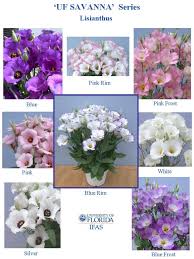 Image result for eustoma maurine