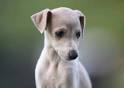 PuppyFind | Whippet Puppies for Sale