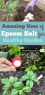 Uses Of Epsom Salt For Healthy Garden Incredible Uses For Epsom Salt In The Garden Awesome Tips For Keeping I Healthy Garden Epsom Salt Uses Epsom Salt Garden