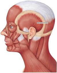 The muscles can also derive their names from the orientation of their muscle fibers. Practical 3 Week 8 Muscles Flashcards Quizlet