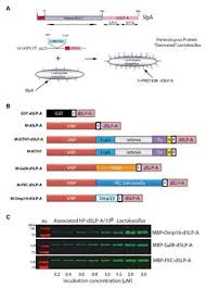 Fasa (free application for federal student aid). Frontiers Development Of An Antigen Delivery Platform Using Lactobacillus Acidophilus Decorated With Heterologous Proteins A Sheep In Wolf S Clothing Story Microbiology