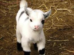Pin On Cute Animals