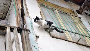 kediler neden mart ayinda ciftlesir haber alarmi marti ni kedi