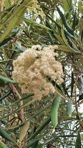 Image result for Buddleja saligna