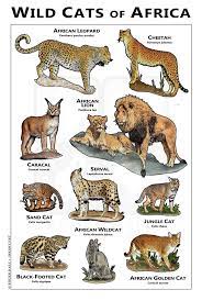 Wild Cats Of Africa Poster Wild Cats Sand Cat Wild Cat Species
