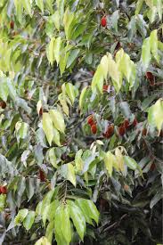 Image result for Ellipanthus