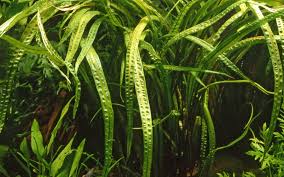 It will thrive well in acidic waters and also slightly alkaline. Genoppter Wasserkelch Cryptocoryne Crispatula Shrimpfarm Frankfurt De
