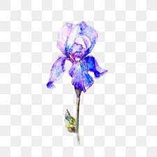 Elegant Single Blue Iris Flower Watercolor Png Iris Flowers Png Transparent Clipart Image And Psd File For Free Download Iris Flowers Watercolor Flowers Watercolor Blue Background