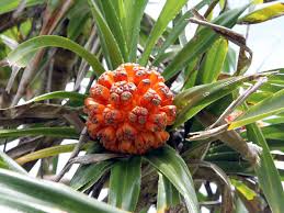 Image result for Pandanus odoratissimus
