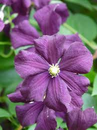 Maybe you would like to learn more about one of these? Clematis Flower Flora Plant Bloom Purple Dark Purple Flowering Plant Petal Beauty In Nature Pxfuel
