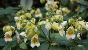 Image result for Impatiens zombensis
