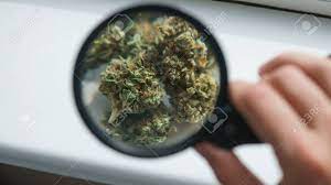 Check spelling or type a new query. Marijuanna Buds Under Magnifying Glass Close Up Stock Photo Picture And Royalty Free Image Image 114209038