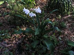 Image result for Crinum macowanii