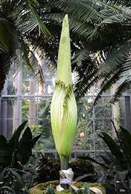 The Huge Titan Arum Amorphophallus Titanum Also Known As The Corpse Flower Or Stinky Plant I Corpse Flower Bloom Corpse Flower United States Botanic Garden