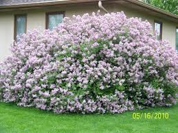Dwarf korean lilac (tree form) is smothered in stunning panicles of fragrant lilac purple flowers at the ends of the branches in late spring, which emerge from . Dwarf Korean Lilac Cashman Nursery