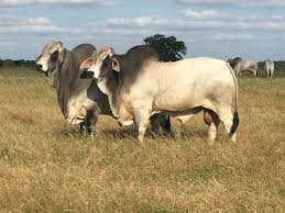 B.r cutrer is the proud home to some of the most respected sires in the brahman world, including the finest sires for performance, beef, calving ease, and show ring. Commercial Bulls J D Hudgins Inc