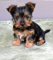 Kitchenaid kettle australian terrier vs yorkshire. Australian Silky Terrier Vs Yorkshire Terrier Breed Comparison