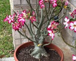Image result for Adenium swazicum