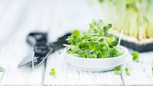 Wir ziehen unsere sprossen für salate immer selber, hier kurze bilder wie wir das machen. Keimsprossen Ziehen Gartengeheimnis At