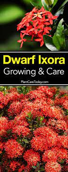 Dwarf Ixora Growing And Care Plants Dwarf Plants Grow Gorgeous