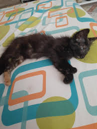 Bornova Da Yavru Kedi Izmir Tekir Kedi Sahiplendirme