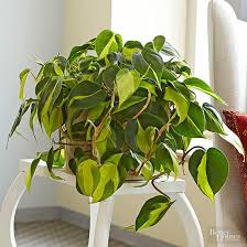 Products subject to availability of stocks the himalaya drug company holds the right to disable this discount anytime, without prior notice Philodendron Brasil Grow Care Tips Philodendron Plant