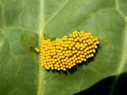 If the eggs belong to a ladybug, they will appear more orange than yellow and are slightly elongated and not spherical. Identifying Insect Eggs Thriftyfun