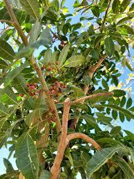 Image result for Schinus