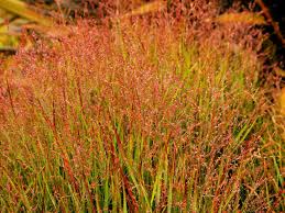 Image result for Panicum gilvum