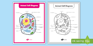 The working together of all cells gives an animal its ability. Animal Cell Diagram Poster Life Science Resources 3 5