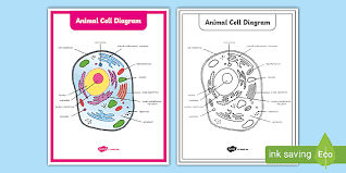 Maybe you would like to learn more about one of these? Printable Animal Cell Diagram Life Science Resources 3 5