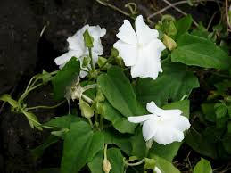 Image result for Thunbergia laborans