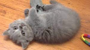 We would be very happy to meet those who share our passion. Litter F Blue British Shorthair British Longhair 9 Weeks Today Running Around And Having Fun Youtube